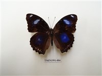 藏品(幻蛺蝶)的圖片